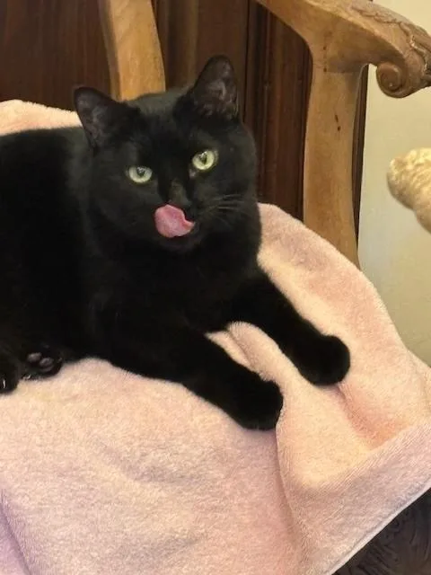 An adult medium-sized female Black Domestic Short Hair cat named Brees for adoption in Long Beach, CA