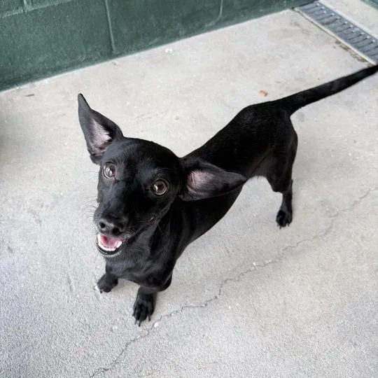 Timber Wolf thumbnail 2