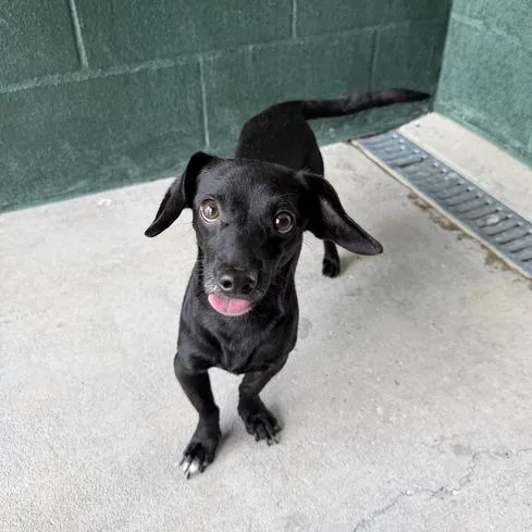 Timber Wolf thumbnail 3