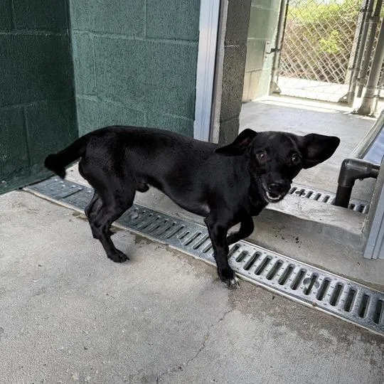 Timber Wolf thumbnail 4