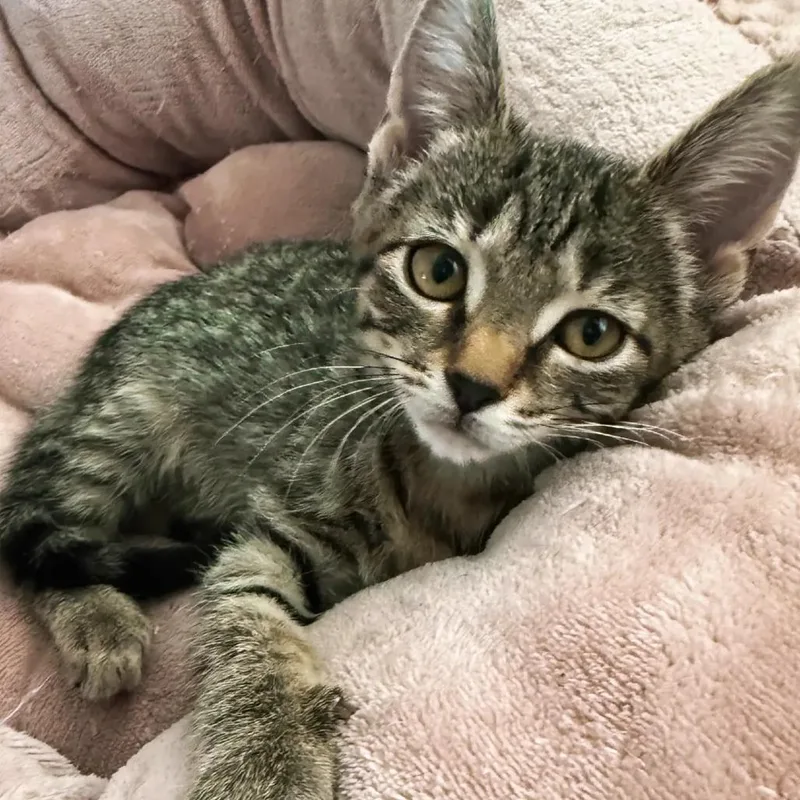 A baby small-sized female Brown / Chocolate Domestic Short Hair cat named Halligan for adoption in Orlando, FL