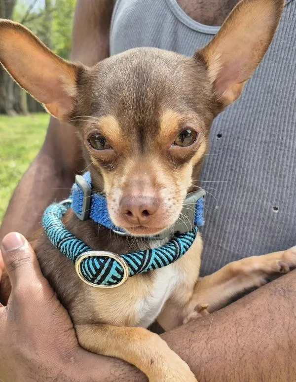 An adult small-sized male Chihuahua dog named Pen Ringo for adoption in Lawrenceville, GA