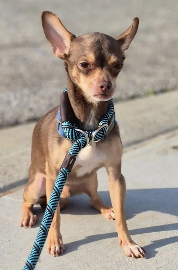 Pen  Ringo thumbnail 2