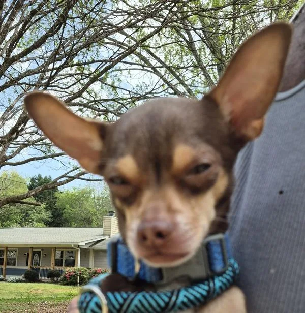 Pen  Ringo thumbnail 3