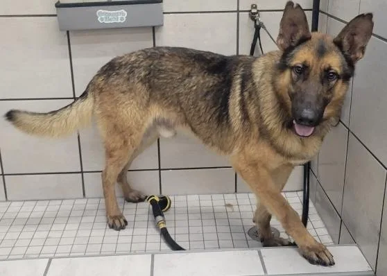 An adult large-sized male German Shepherd Dog dog named Huckleberry for adoption in Rome, GA