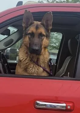 Huckleberry thumbnail 2