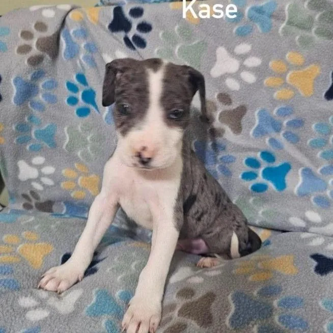 Kase