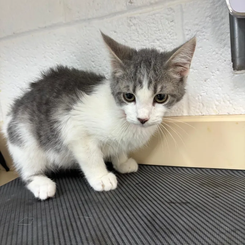 A baby small-sized female Gray / Blue / Silver Domestic Short Hair cat named Nala for adoption in Ardmore, OK