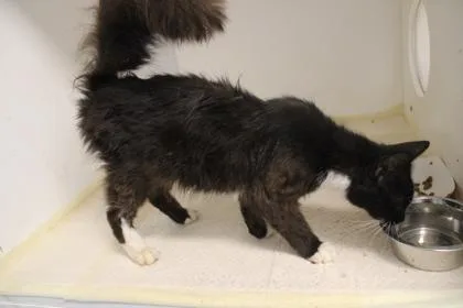 A young small-sized female Domestic Short Hair cat named Mango for adoption in Kenansville, NC