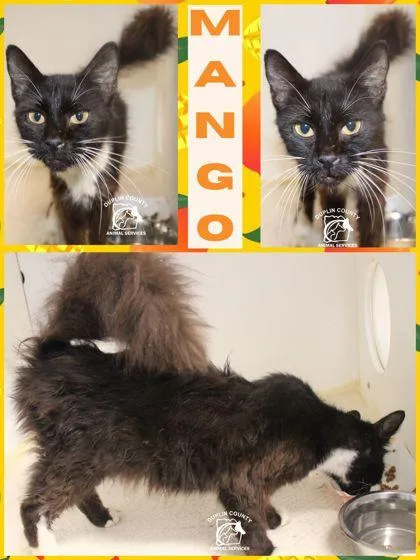 Mango thumbnail 2