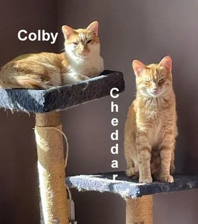 A baby medium-sized male Orange & White Domestic Short Hair cat named Cheddar & Colby Youn. for adoption in Stowe, PA