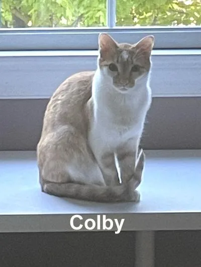 Cheddar & Colby Youn. thumbnail 2