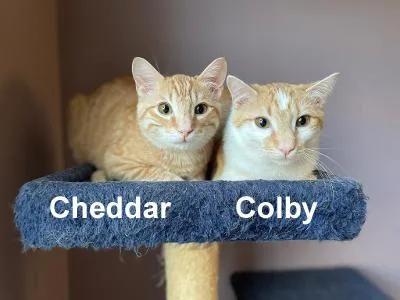 Cheddar & Colby Youn. thumbnail 4