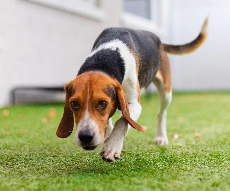 A young medium-sized male Beagle dog named Bullet for adoption in Bloomfield, CT