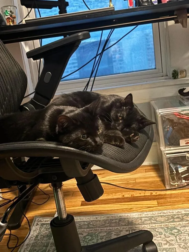 A baby small-sized male Black & White / Tuxedo Domestic Short Hair cat named Pine for adoption in Chicago, IL