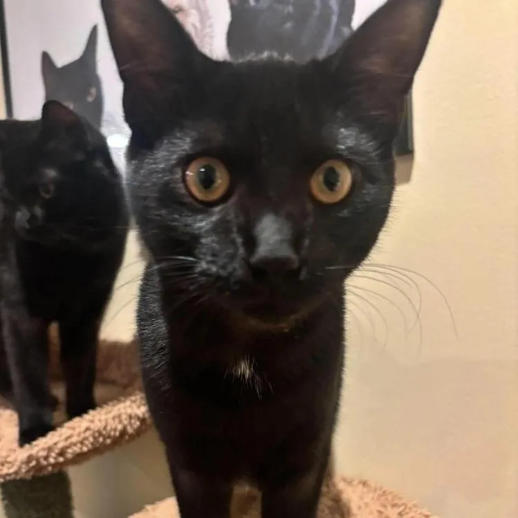 Pine thumbnail 5