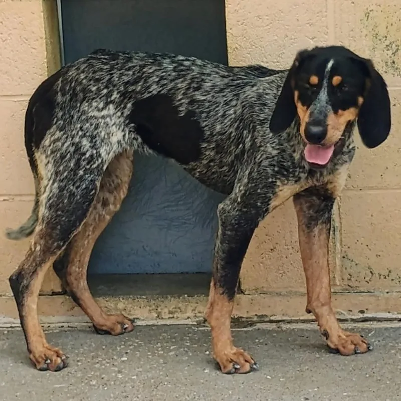 An adult medium-sized female Black Bluetick Coonhound dog named Ida for adoption in Columbia, MO