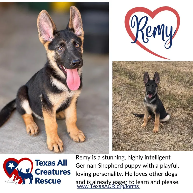 A baby large-sized male German Shepherd Dog dog named Remy for adoption in Alvarado, TX
