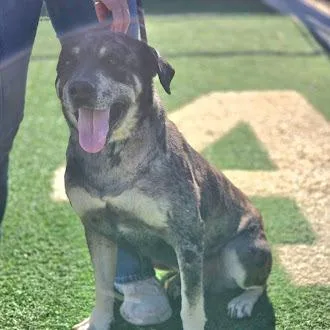 An adult large-sized male Black Catahoula Leopard Dog dog named Rodeo for adoption in Abilene, TX