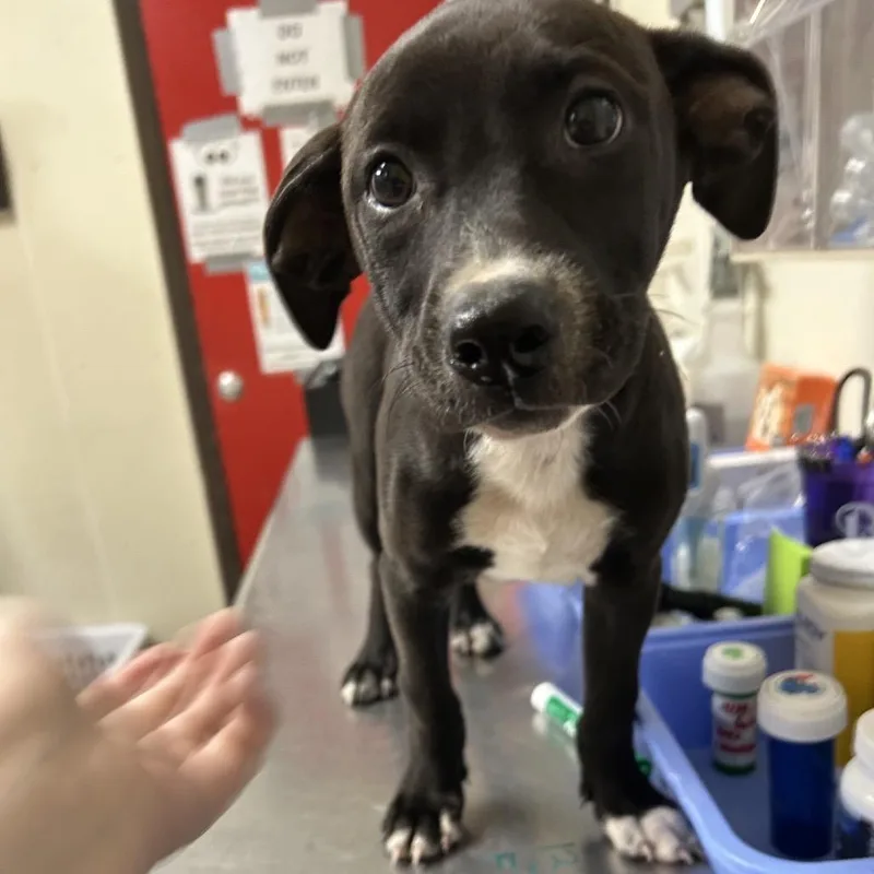 A baby small-sized female Black Labrador Retriever dog named Webster for adoption in Bryan, TX