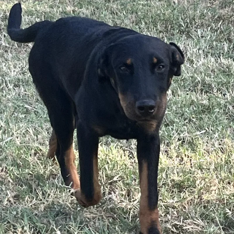 A baby medium-sized female Black Doberman Pinscher dog named River for adoption in Aledo, TX