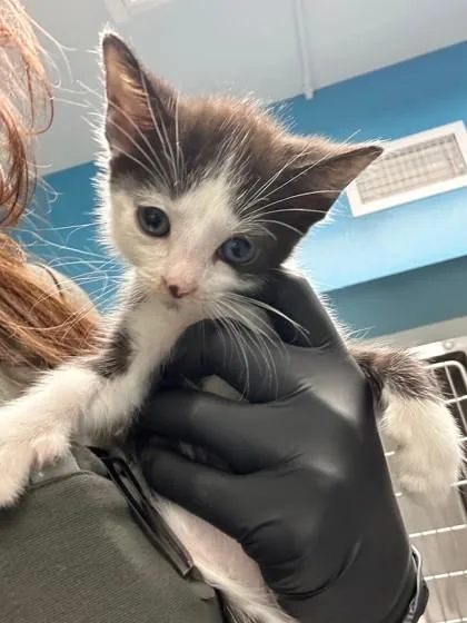 A baby small-sized male Domestic Short Hair cat named Major Tom for adoption in Daytona Beach, FL