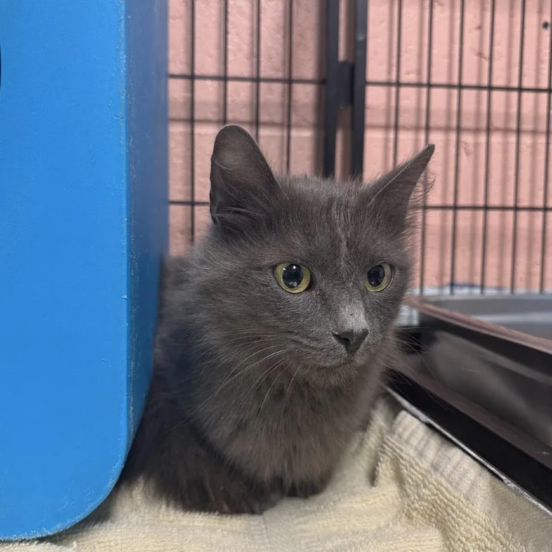 An adult medium-sized female Gray / Blue / Silver Domestic Medium Hair cat named Zoe for adoption in Columbus, NC
