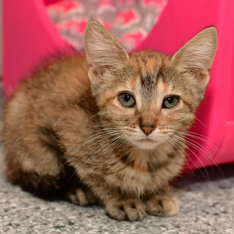 A baby small-sized female Torbie Domestic Short Hair cat named Funnel Cake for adoption in Ottawa, KS