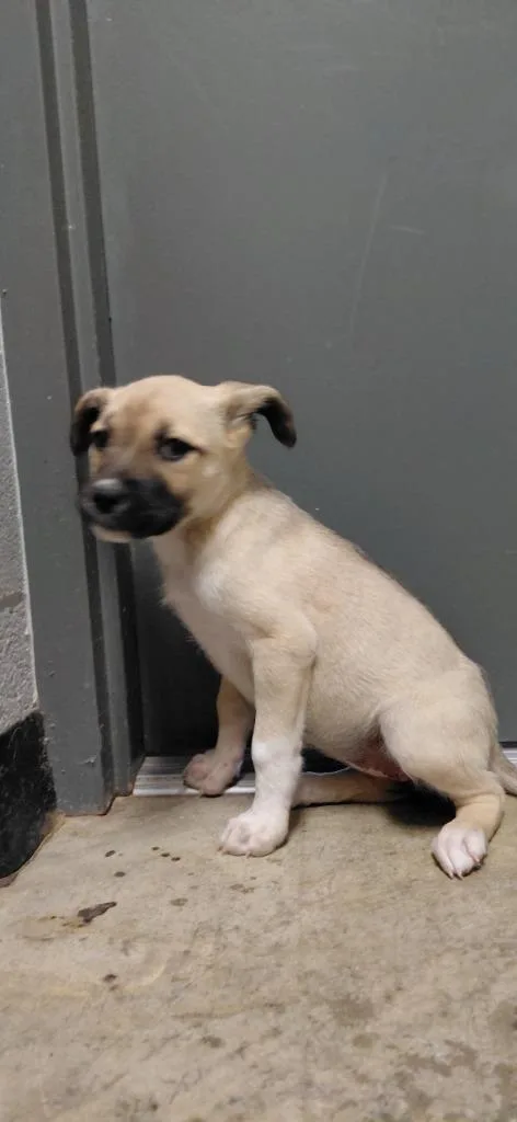 A baby small-sized female Mixed Breed dog named Naomi for adoption in Henderson, NC
