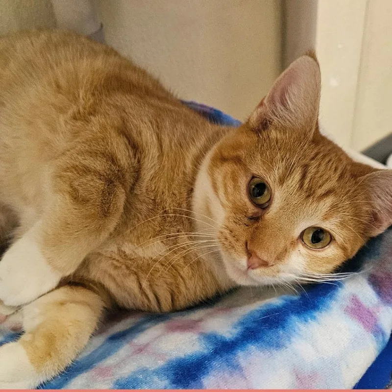 A young medium-sized male Orange / Red Domestic Short Hair cat named Petee for adoption in Lakewood, CO
