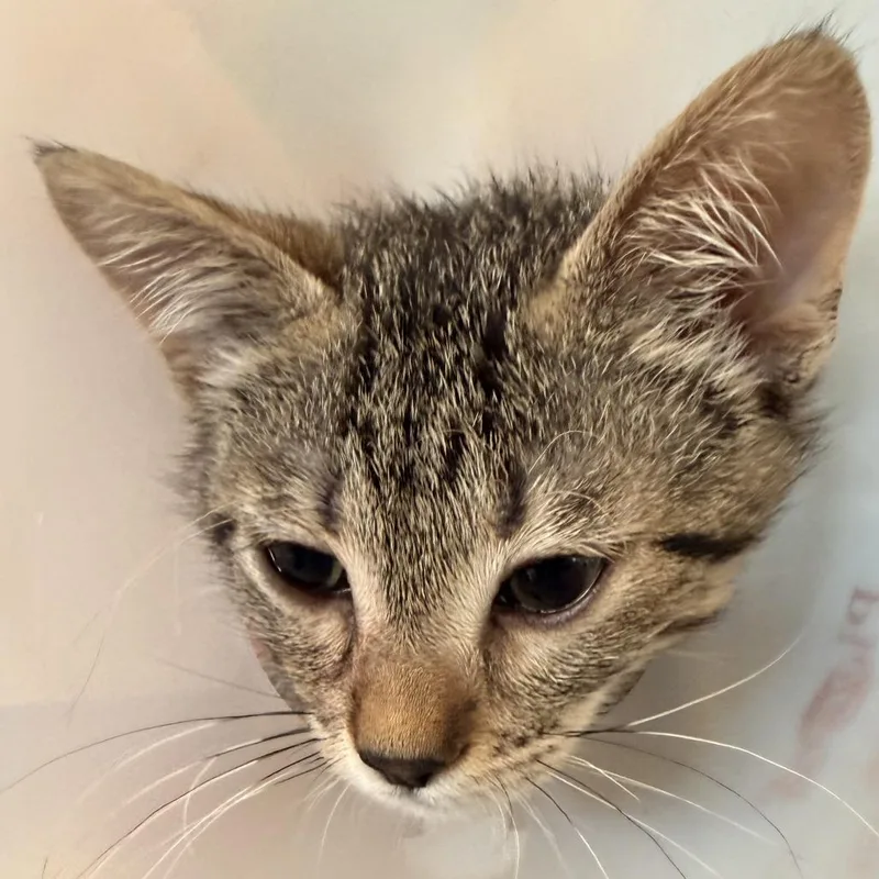 A baby small-sized female Brown / Chocolate Domestic Short Hair cat named Ant for adoption in Leander, TX