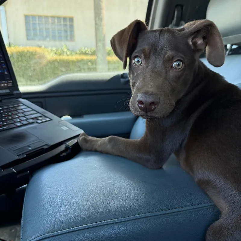 A young small-sized male Brown / Chocolate Chocolate Labrador Retriever dog named Timmy for adoption in Galveston, TX