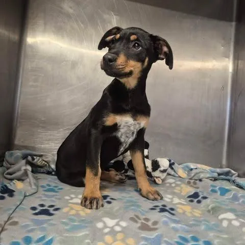 A baby small-sized female Black Terrier dog named Rella for adoption in Dover, AR