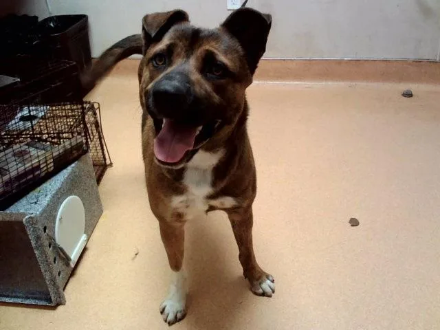 A young large-sized male German Shepherd Dog dog named Jason for adoption in Martinez, CA