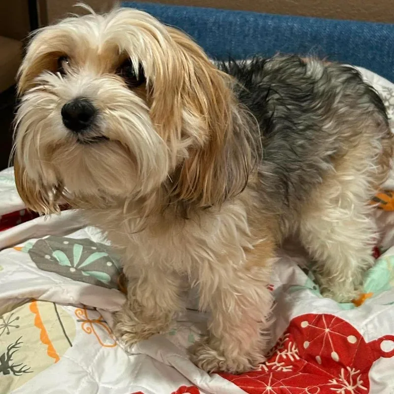 An adult small-sized male White / Cream Havanese dog named Charlie Brown for adoption in Loves Park, IL
