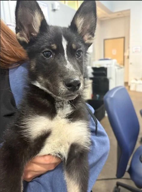 A young extra large-sized male Mixed Breed dog named Rome for adoption in Dallas, TX