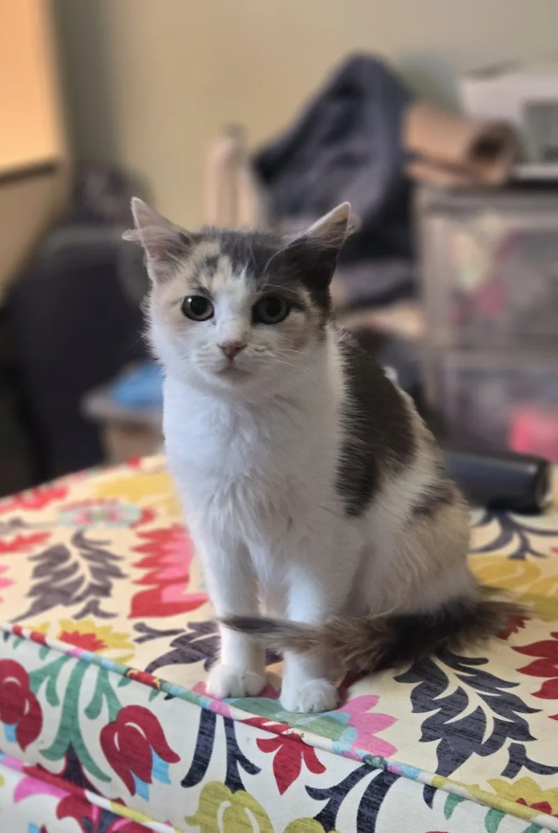 A baby small-sized female Dilute Calico Domestic Short Hair cat named Lulu for adoption in Fishers, IN