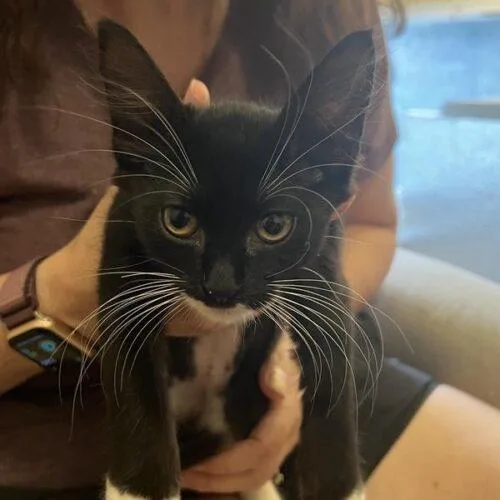 A baby small-sized female Domestic Short Hair cat named Socks B for adoption in Tampa, FL