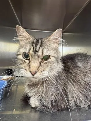 An adult small-sized female Domestic Medium Hair cat named Tipsy for adoption in Beatrice, NE