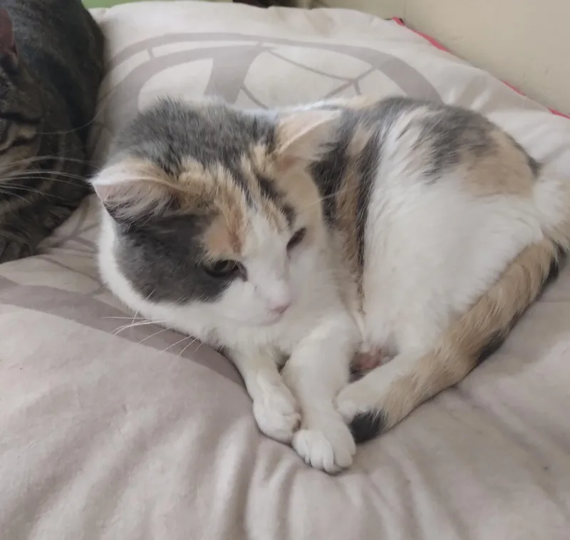 An adult medium-sized female Dilute Calico cat named Daffodil for adoption in Owatonna, MN