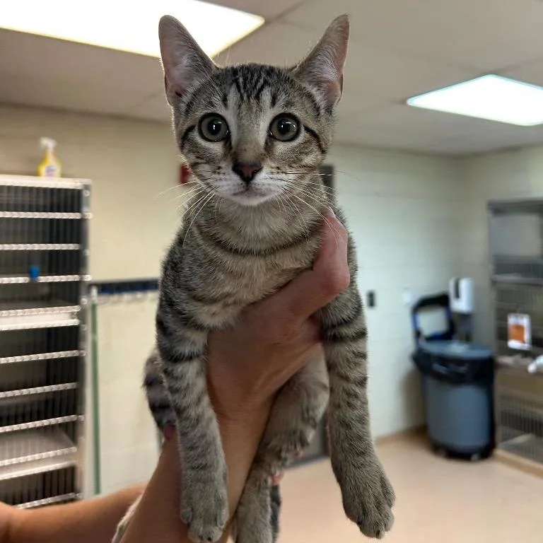 A baby small-sized female Brown / Chocolate Domestic Short Hair cat named Nia for adoption in Houston, TX
