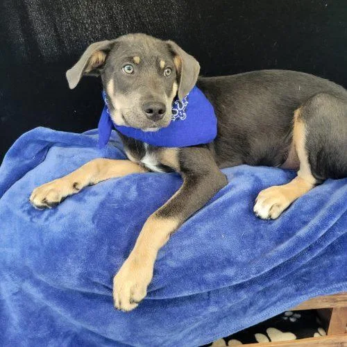 A baby medium-sized male Gray / Blue / Silver Labrador Retriever dog named Quade for adoption in Leesburg, AL