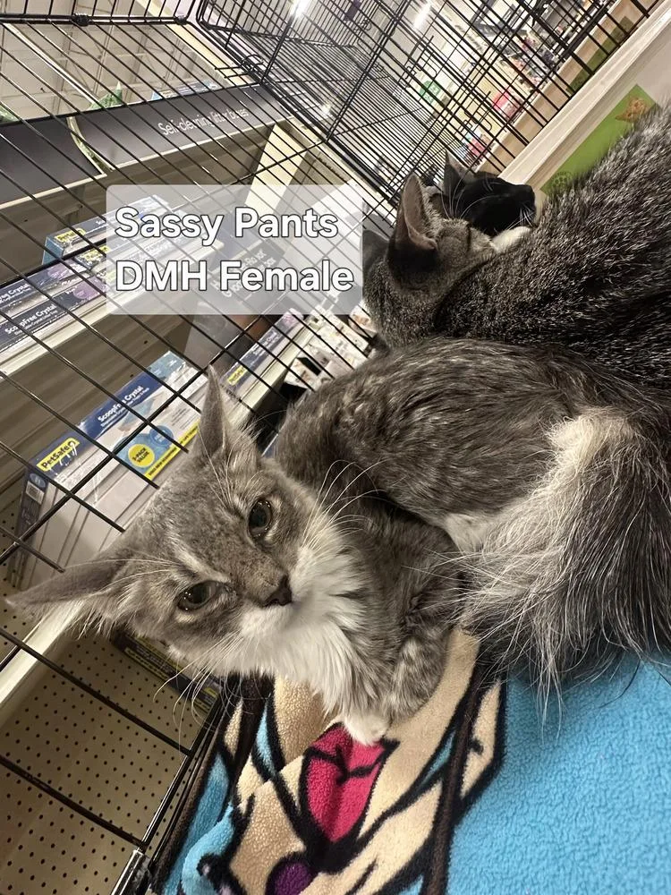 A baby small-sized female Tabby cat named Sassy Pants for adoption in Orlando, FL