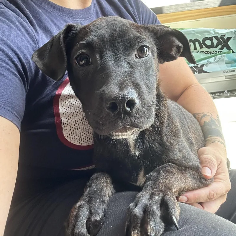 An adult medium-sized female Mountain Cur dog named Sadie for adoption in Webster, TX