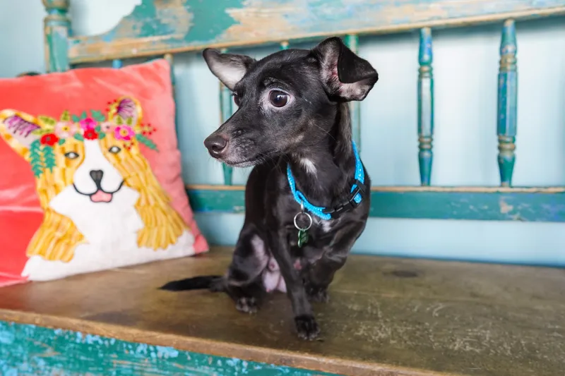 A young small-sized female Bicolor Chihuahua dog named Winifred for adoption in San Antonio, TX