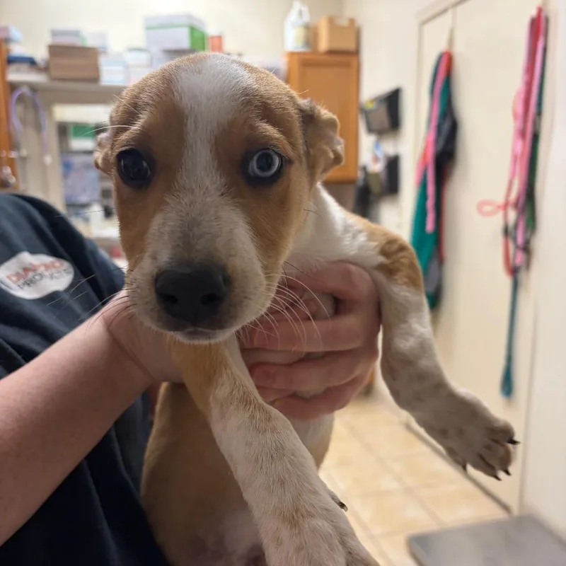 A baby medium-sized male Yellow / Tan / Blond / Fawn Cattle Dog dog named Blathers for adoption in Pekin, IL