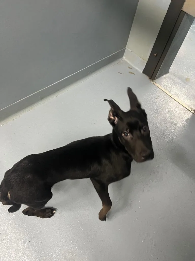 A baby large-sized male Mixed Breed dog named Billie for adoption in Cartersville , GA