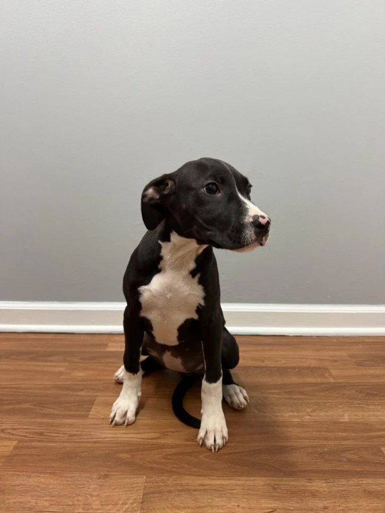 A baby small-sized female Terrier dog named Maeve for adoption in Lovingston, VA