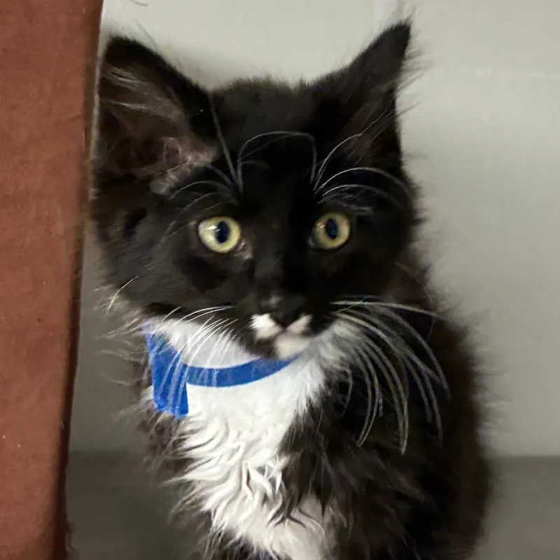 A baby small-sized male Black Domestic Medium Hair cat named Arnie for adoption in Uniontown, PA