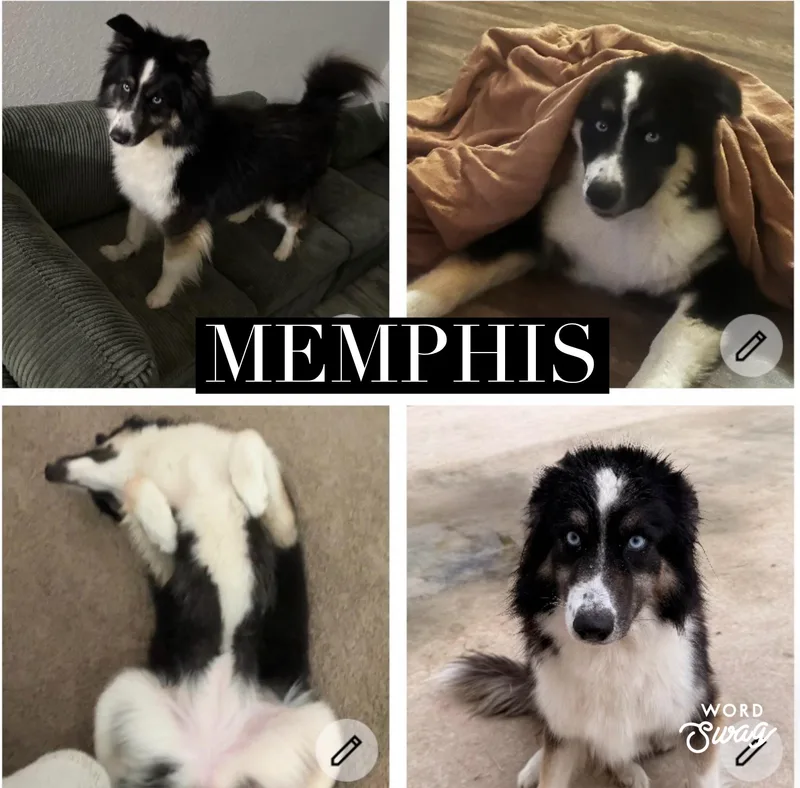An adult medium-sized female Australian Shepherd dog named Memphis for adoption in canyon lake, TX